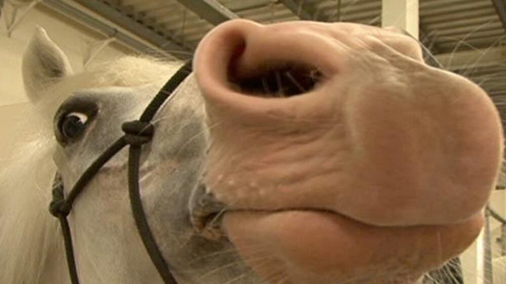 Horse whispering in the UAE