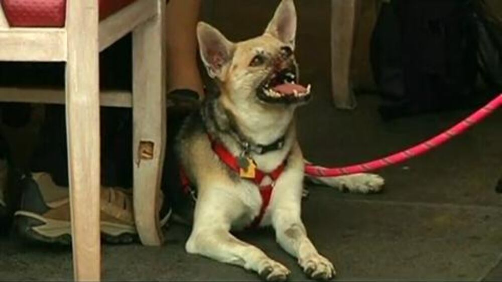 Video: Hero dog greets supporters in Manila