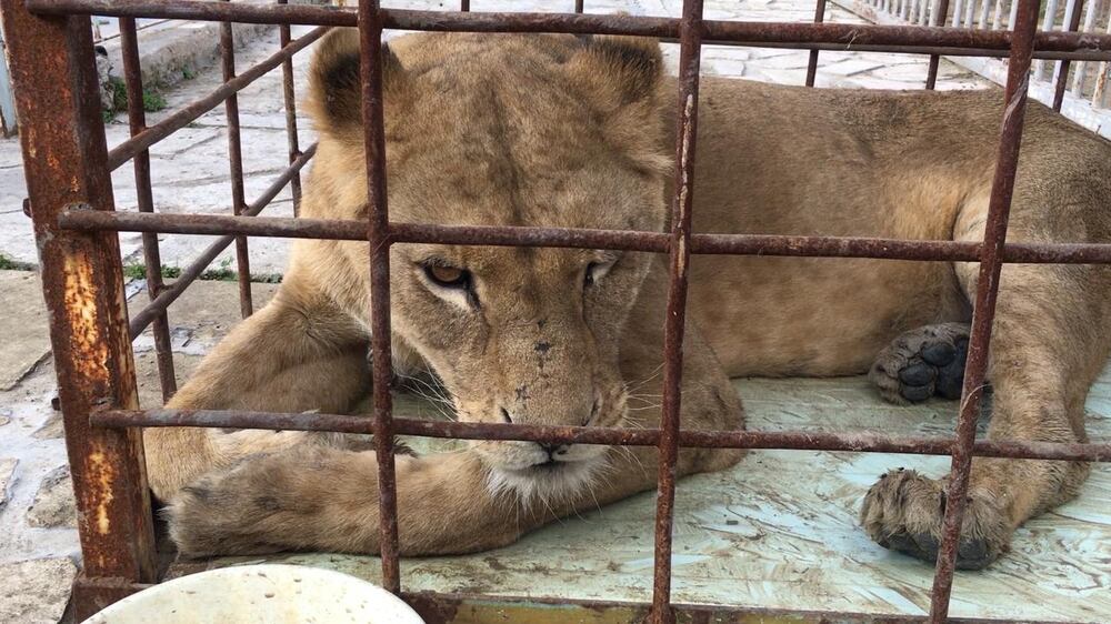 With ISIL driven out of the city, Mosul's zoo has re-opened