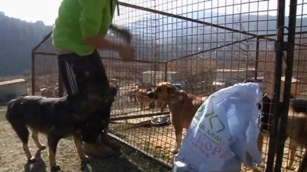 Video: Shelters built for stray dogs in Sochi