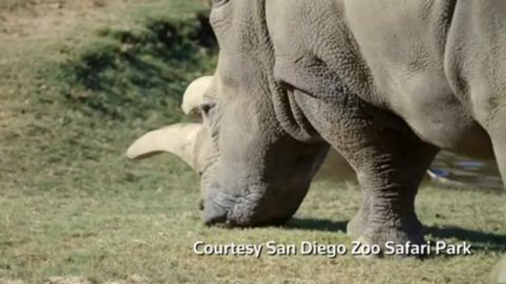 Northern white rhino dies in US zoo