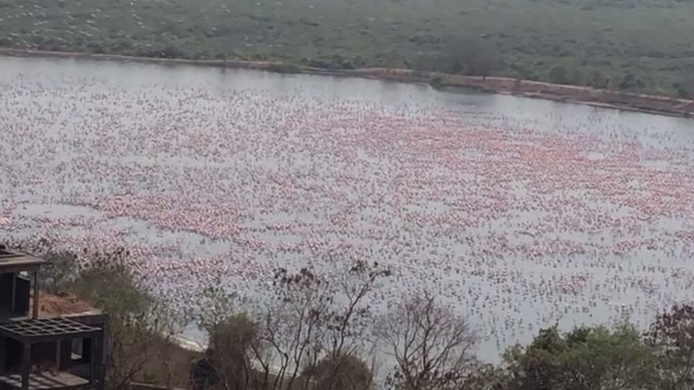 Flamingos make the most of India's lockdown 