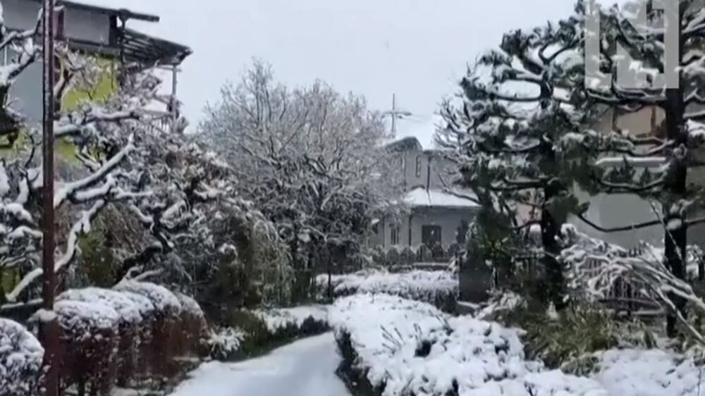 Rare snowfall blankets Tokyo in cherry blossom season