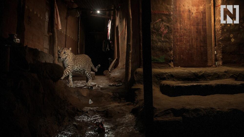 Mumbai leopard attack survivor speaks