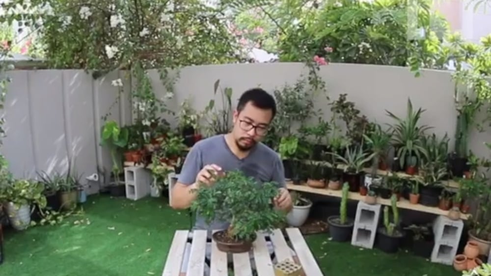 UAE resident collected hundreds of plants over a decade to create this garden