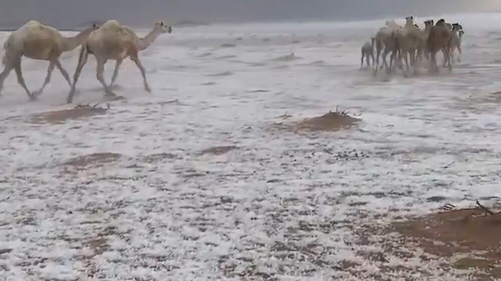 Watch incredible slow mo of Saudi camels in the snow 