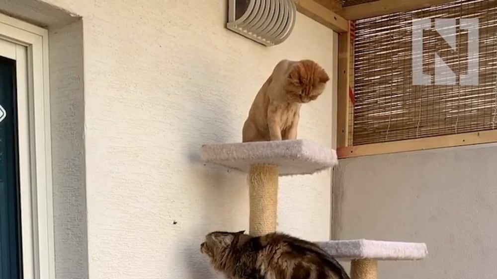 These pampered cats have their very own catio