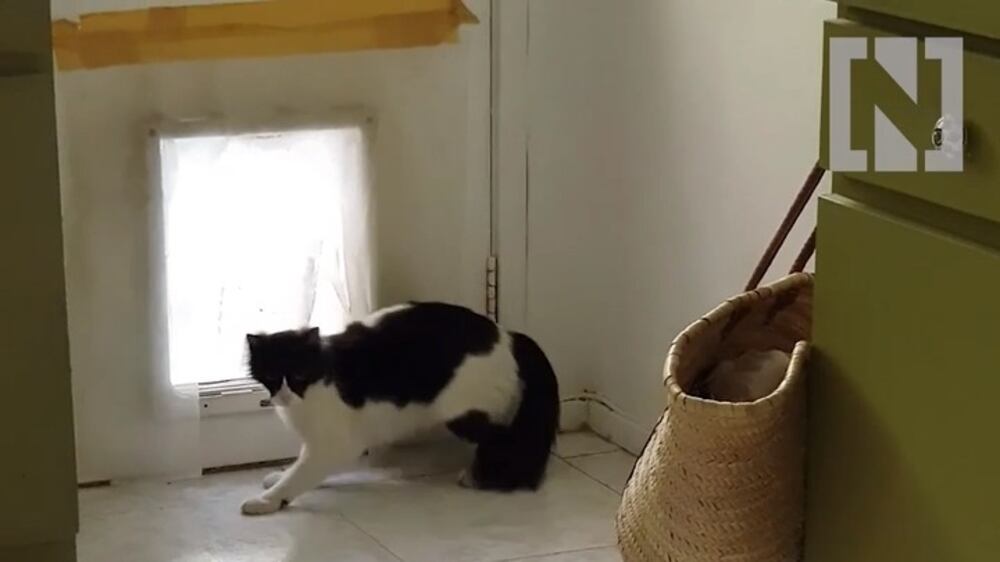Bewildered cats vs Robo vacuum