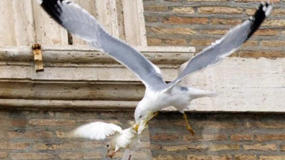 Video: Pope's dove attacked by seagull during Angelus prayer