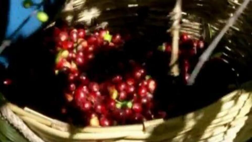 Video: USAID, Texas A&M partner to fight coffee rust