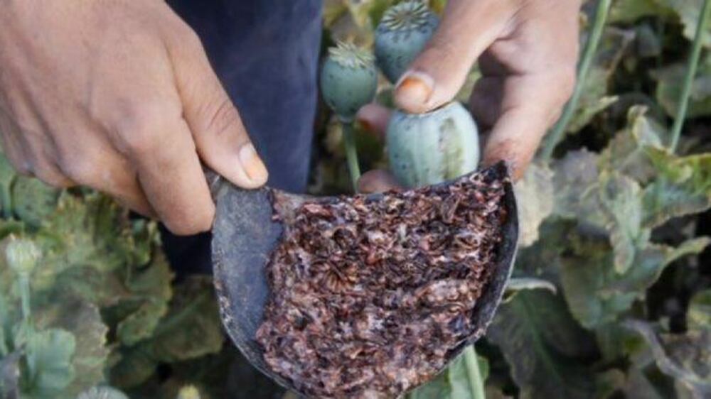 Video: Opium cultivation reaches record levels in Afghanistan, report says