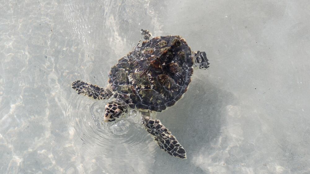 World Sea Turtle Day: Dozens of endangered turtles released in Abu Dhabi