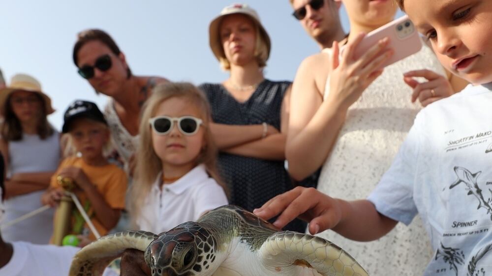 Watch: 26 rescued turtles released into the sea in Dubai