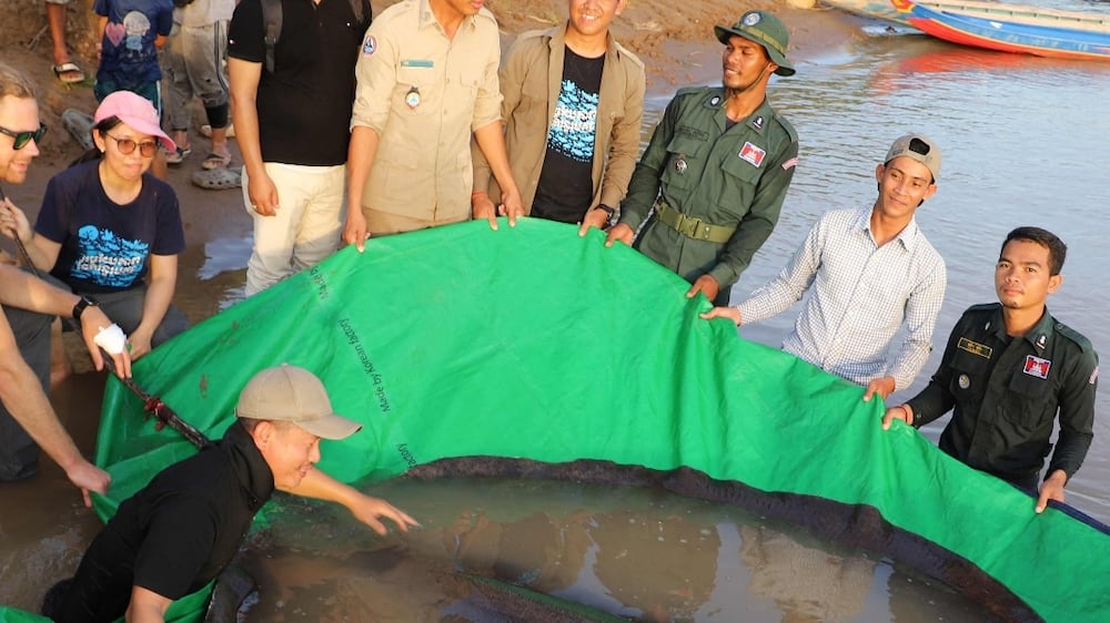 Cambodian giant stingray world's new largest freshwater fish