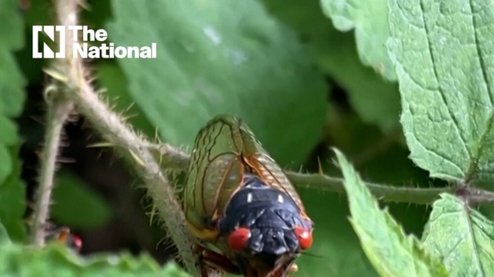 What are the Brood X cicadas causing pandemonium in the US?
