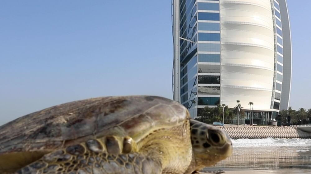 Dubai's turtle sanctuary says goodbye to 30 long-term residents