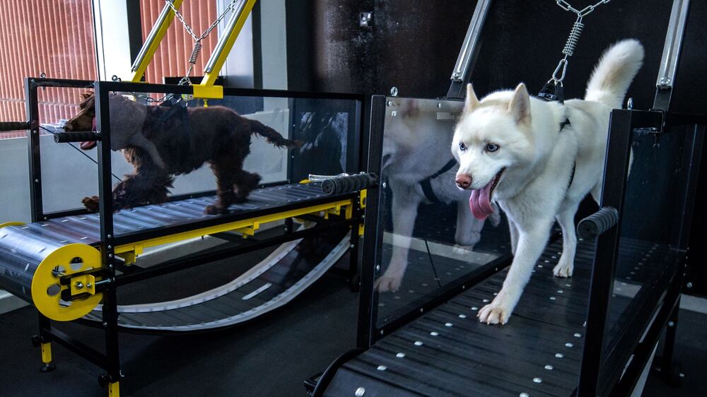 The first indoor dog gym in the UAE