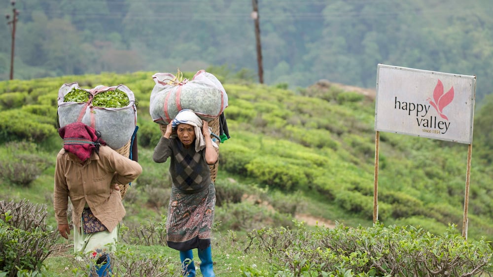 Climate change hits Darjeeling tea production in India
