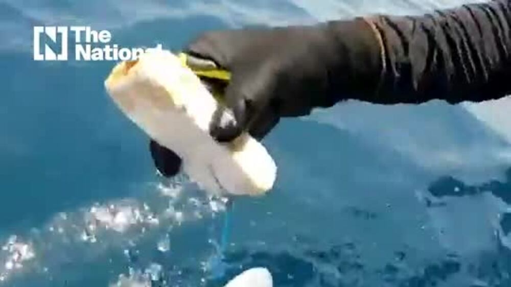 Divers rescue young shark off the coast of Abu Dhabi
