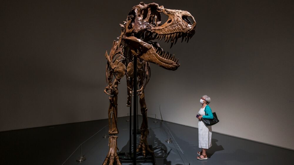 epaselect epa10053530 A person looks at a full skeleton of a Gorgosaurus dinosaur on display at Sotheby?s auction house as part of a preview of an upcoming Natural History auction in New York, New York, USA, 05 July 2022. The dinosaur fossil, which is almost 10 feet (3 meters) tall and is one of the only full skeletons to be offered for sale since 1997, will be auctioned on 28 July 2022 in New York and is expected to sell for an estimated five to eight million dollars (4.8 to 7.8 million Euro).  EPA-EFE/JUSTIN LANE