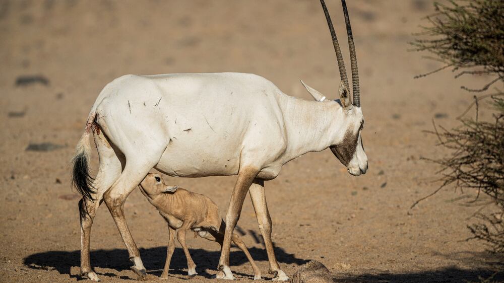 Neom Nature Reserve welcomes five new oryx calves