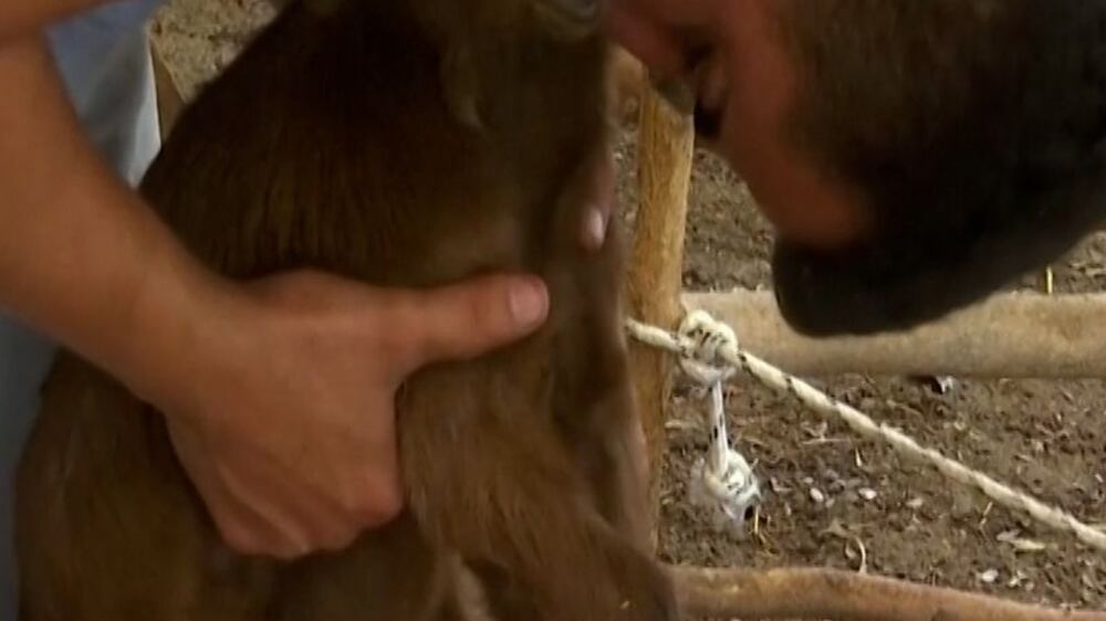 Turkish farmer finds hope in goat kid that survived wildfires