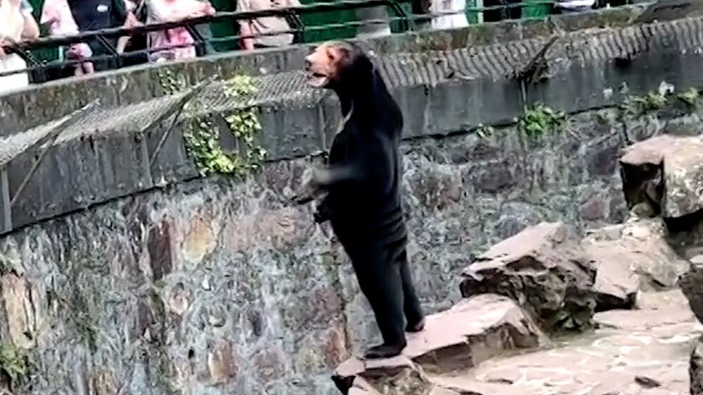 Zoo in China denies sun bear is 'man dressed in costume'