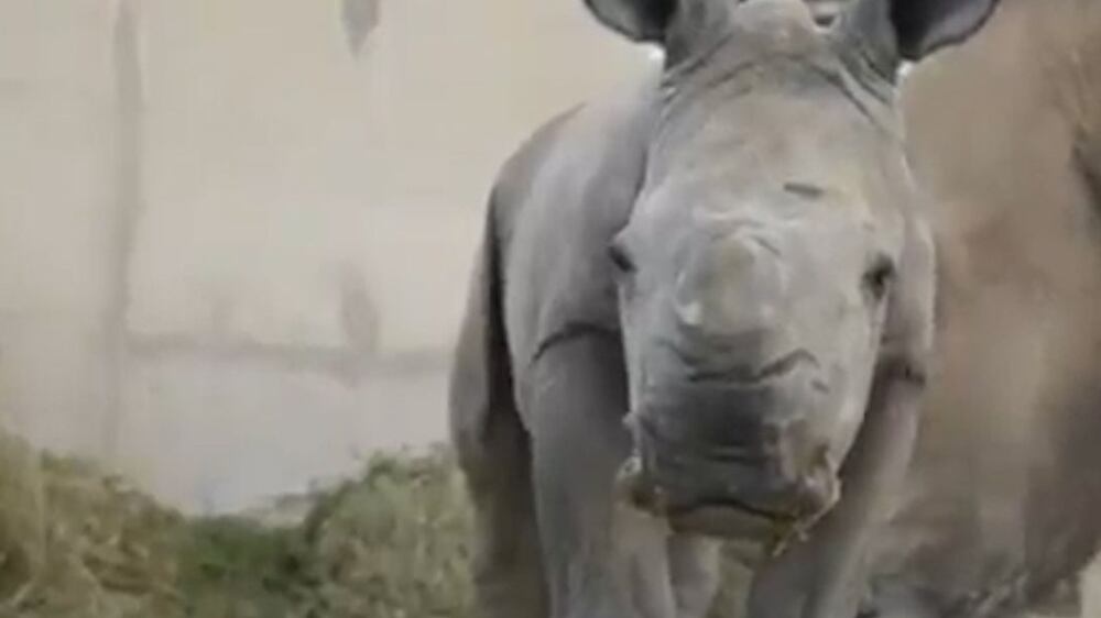 Rare southern white rhino born in Sharjah