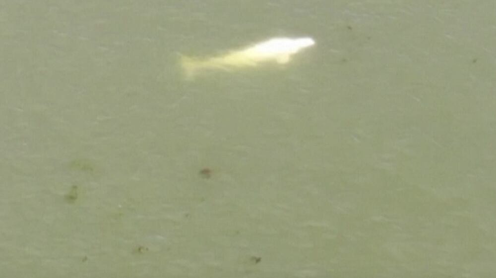 Watch: 'Lost' Beluga whale in France's Seine river