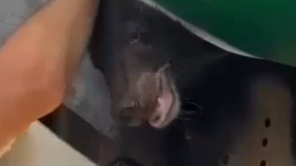 Bear escapes from crate in cargo hold of passenger flight to Dubai