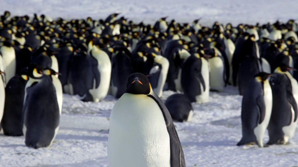 Emperor penguin could be listed as endangered species
