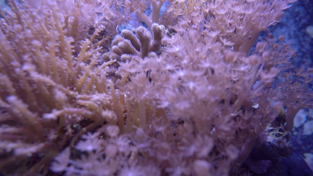 While Jordan's Red Sea corals are resilient to climate change, they are succumbing to the effects of plastic pollution.
