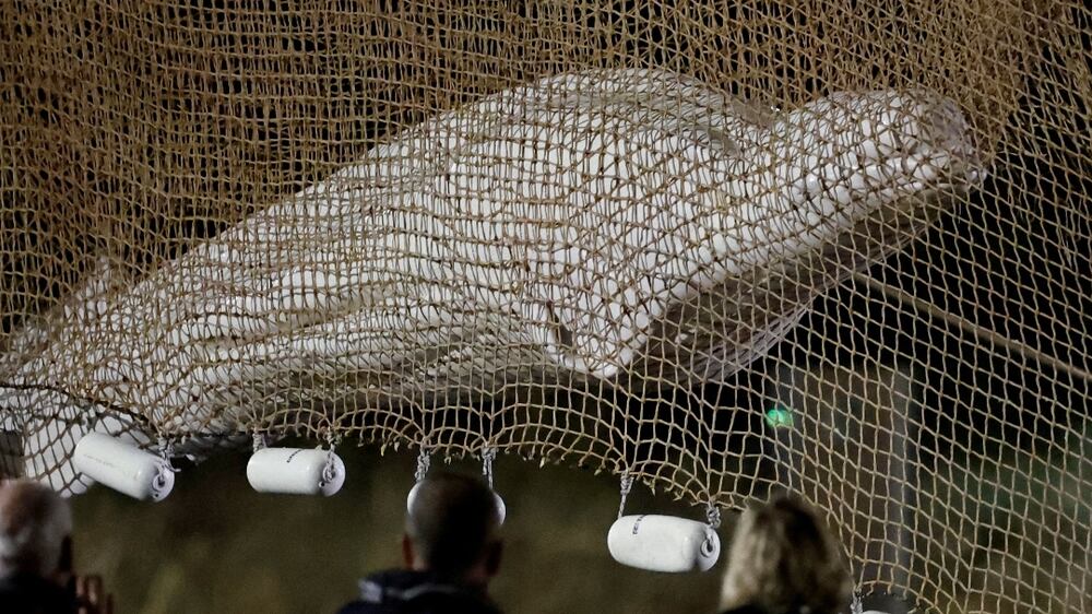 Beluga whale that was stranded in France's Seine river dies