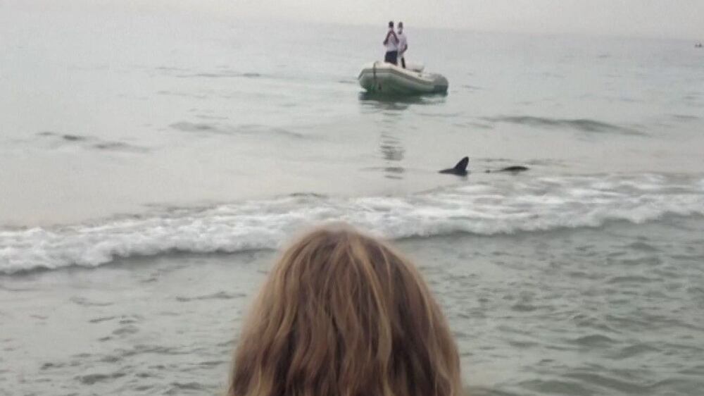 Tourists forced out of water at Spanish beach after shark appears along shoreline