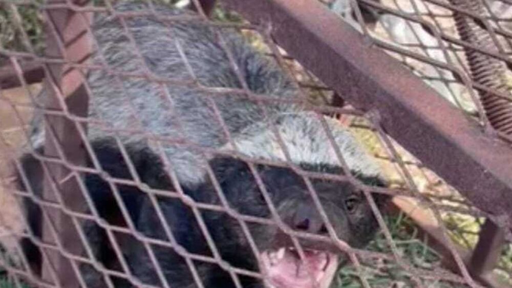 A honey badger is caught by an Emirati man