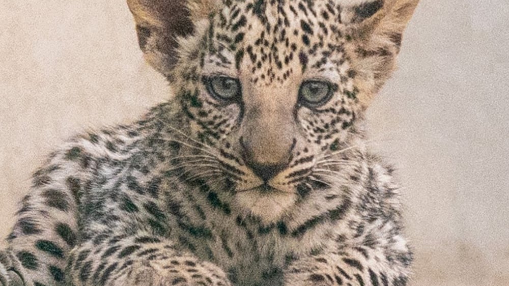 Two female cubs bring hope reintroduce the leopard to Al Ula. Photo: The Royal Commission for AlUla