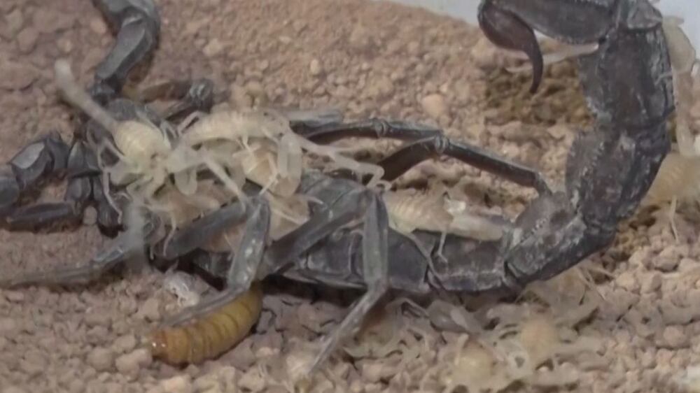 Farm in Turkey breeds thousands of scorpions for their venom