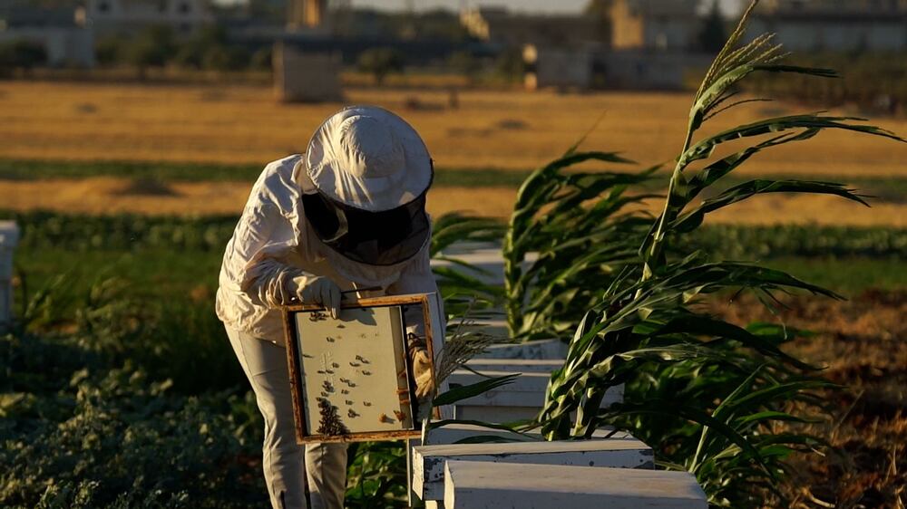 Beekeepers fight for survival in north-west Syria