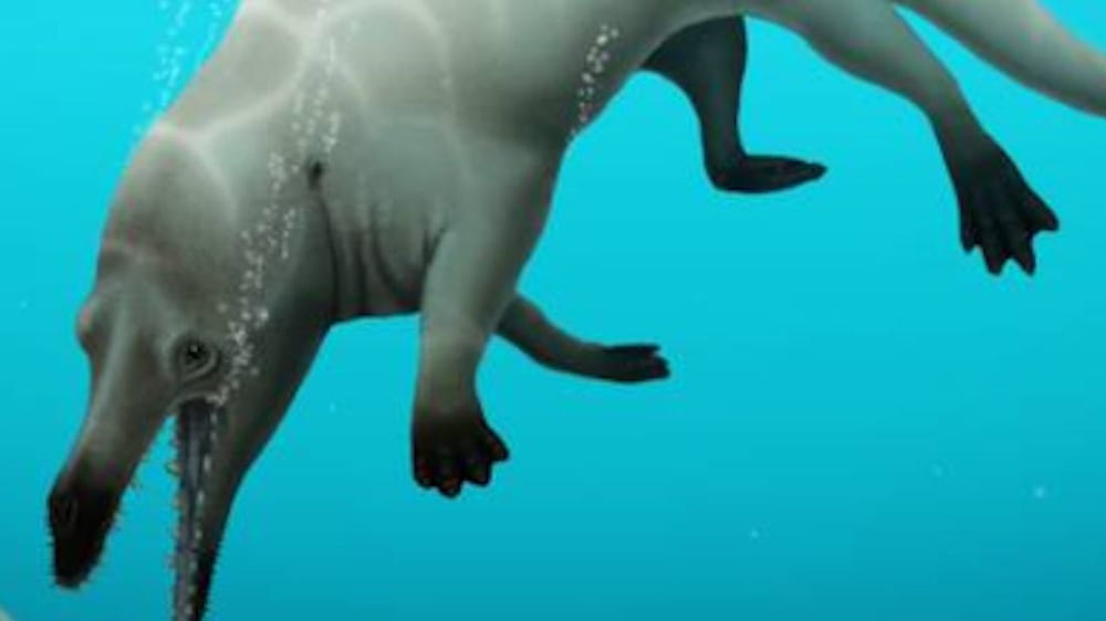 Fossil of previously unknown four-legged whale found in Egypt