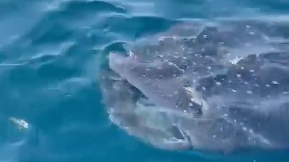 Whale sharks spotted at Abu Thama, north of Bahrain