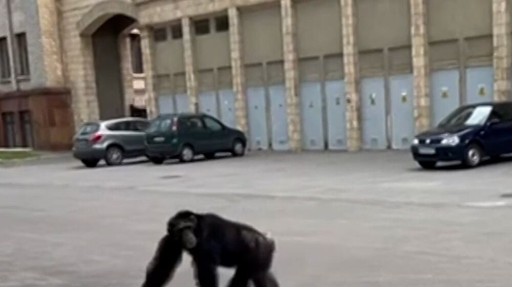 Escaped chimp in Kharkiv returns to zoo on bicycle