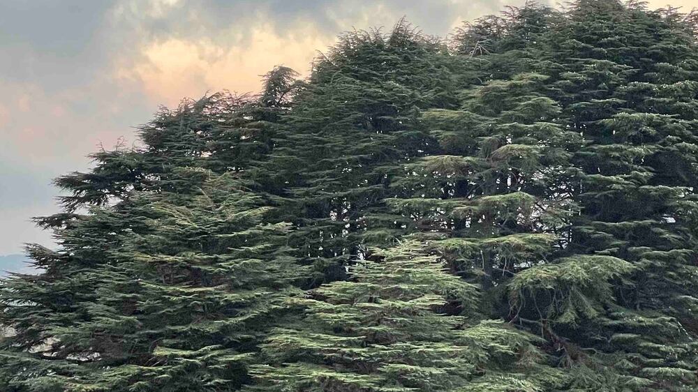 Climate change is slowly killing the iconic Lebanese cedar tree