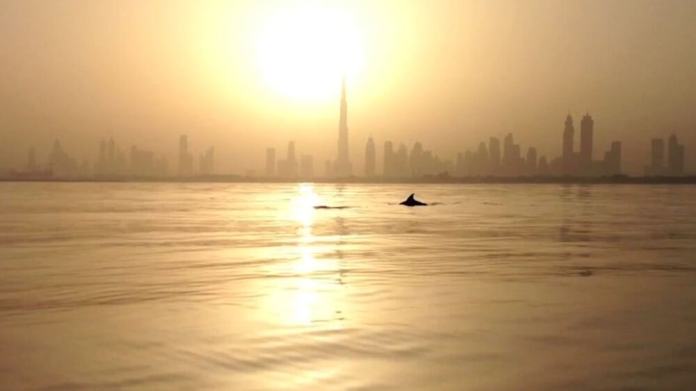 Scientists use public sightings to learn more about UAE's marine mammals