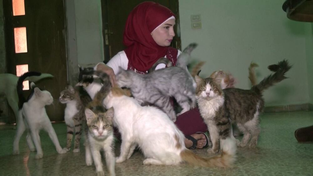 The Syrian woman who sells her belongings to feed abandoned animals