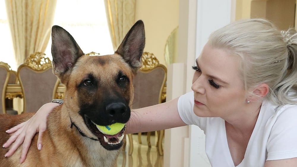 Hundreds want to adopt Dubai Police's retired patrol dogs