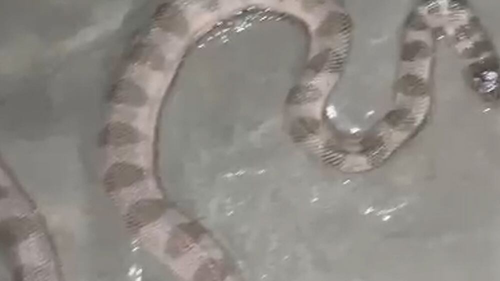 Moment beach walker stumbled across a snake at night in Dubai