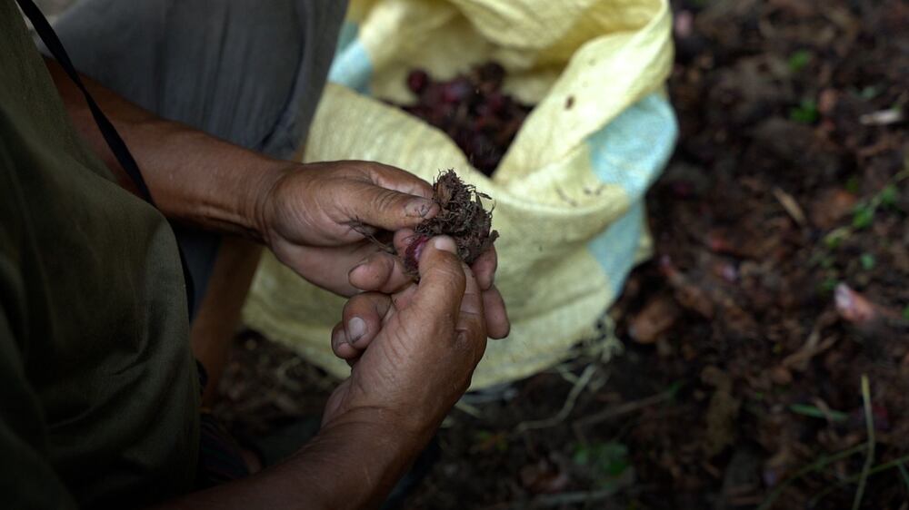 How black cardamom farmers in India are battling climate change