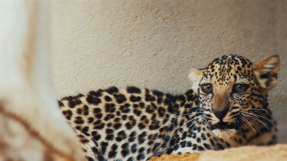 Rare Arabian leopard cub born in Saudi Arabia
