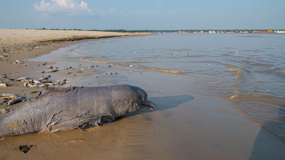 More than 100 dolphins found dead in Brazilian Amazon