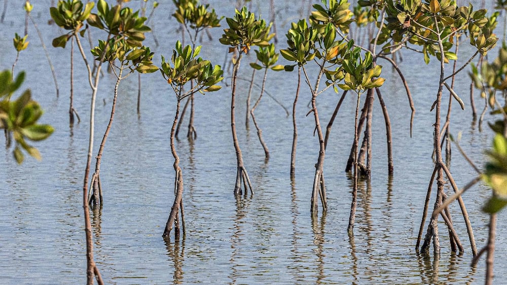 Egypt replants mangroves to fight effects of climate change